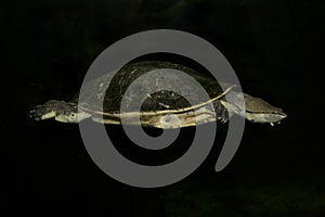 HilaireÃ¢â¬â¢s toadhead turtle or HilaireÃ¢â¬â¢s side-necked turtle Phrynops hilarii.